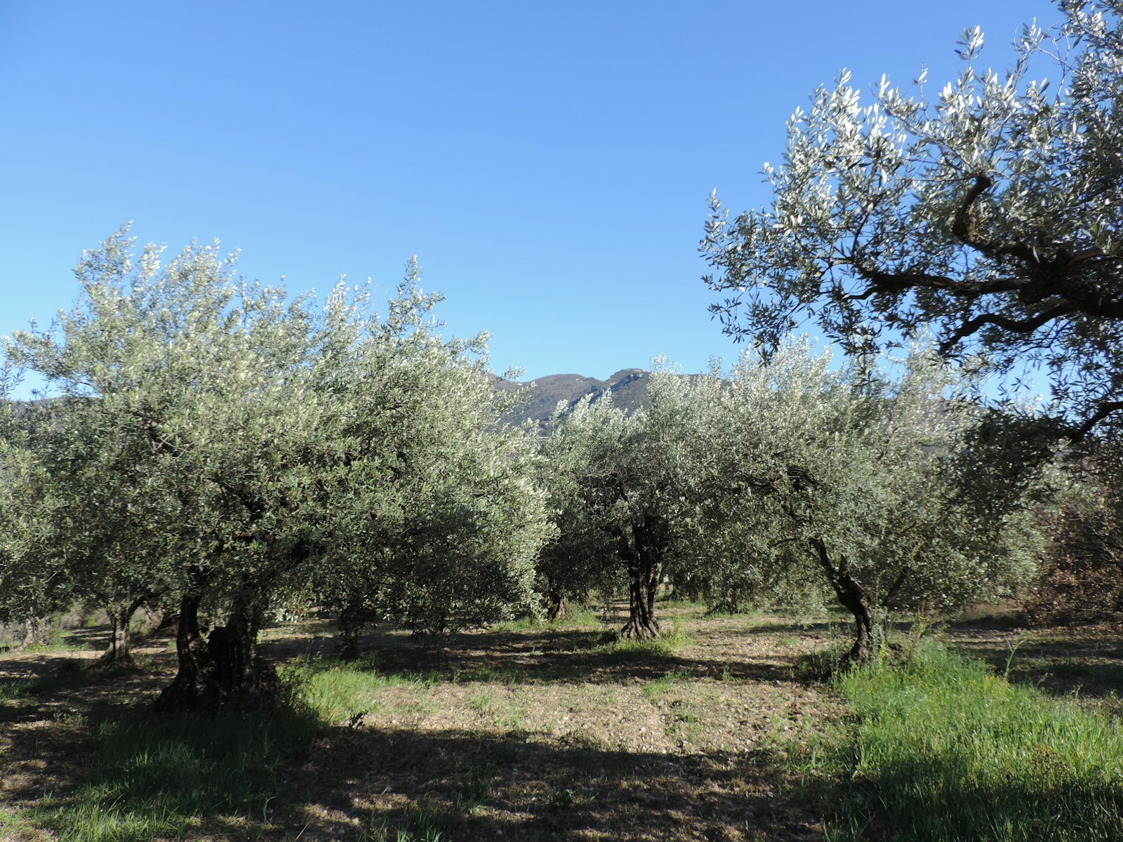 L'uliveto sulle colline del lago